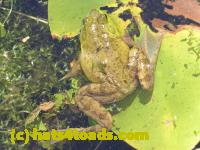 /home//u458753944/public_html/sourcegallery//Frogs/More bullfrogs/DSCN5480.JPG